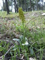 Orchis-punctulata_цветение